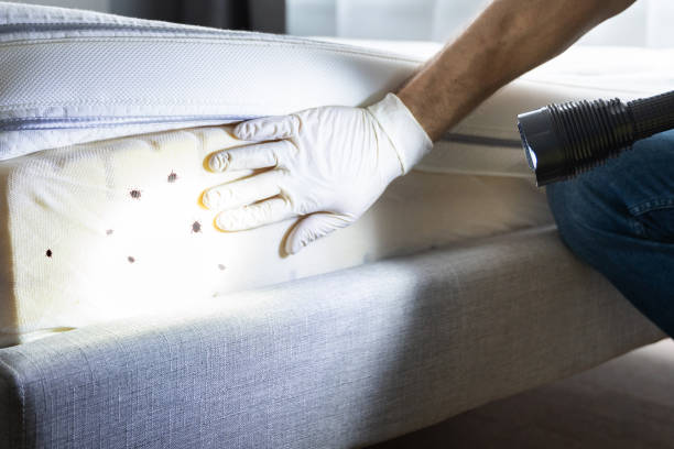 Pest Prevention Services in Troy, MO