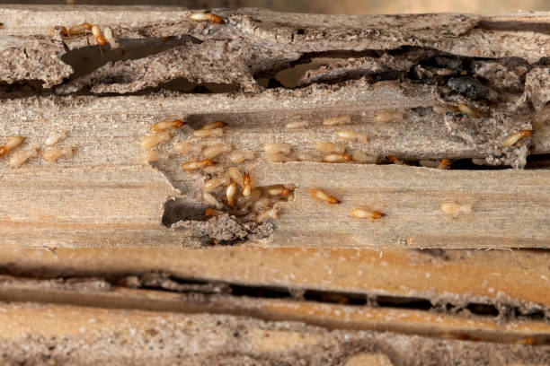 Best Local Pest Control Services  in Troy, MO